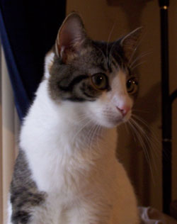 This is Cole&#039;s cat!!! His name is Frodo, yes from Lord of the Rings. But most of the time we...