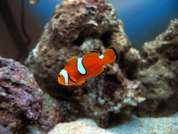 1st fish in new tank