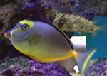 This is our large Naso Tang &quot;Dora&quot; after Dora the explorer. She is always right in the...
