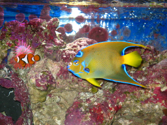 queen &amp; clownfish live happy in my tank..