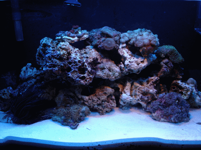 have green metallic shrooms purple ricordia shrooms green brown polyps and galaxia polyps