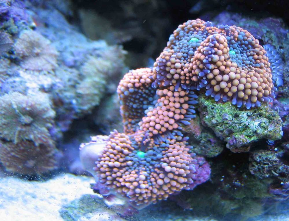 one orange ricordia and then 2 pink ones