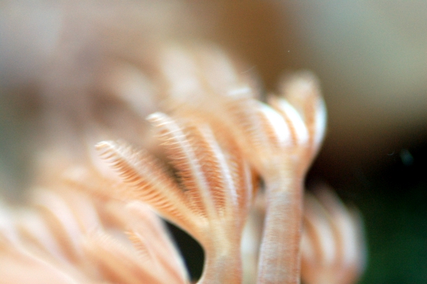 This is a macro of my baby xenia frag <img src="styles/default/xenforo/clear.png"...