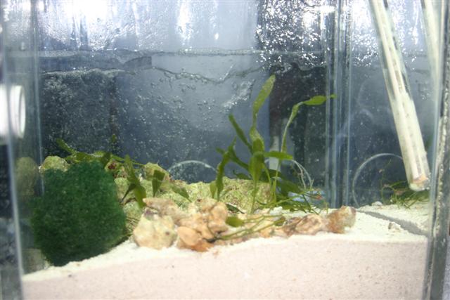 Korrall 38 gal  Sump with 10 gal fuge