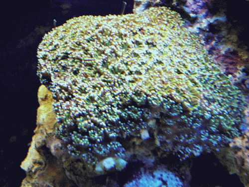 the guy at the warehouse(marine)told me this was galxia coral?