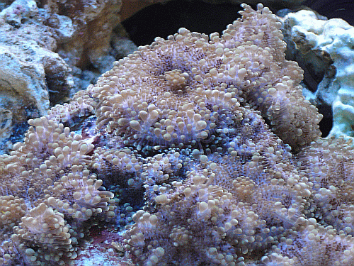 the guy i bought this frag from said these were bosai shrooms anybody know what these are?