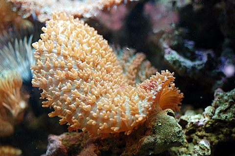 I love this shroom and so do my clown gobies <img src="styles/default/xenforo/clear.png"...