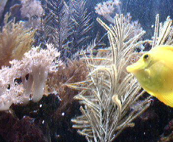 Snap shot from the reef cam<br />
<br />
see more http://www.gregsreef.com/
