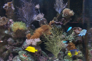 see more: http://www.gregsreef.com/