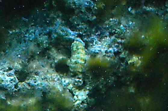 Finally got a decent pic of my chiton