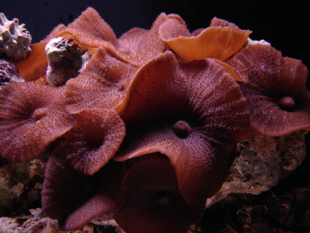 Beautiful spotted shrooms all bloomed.