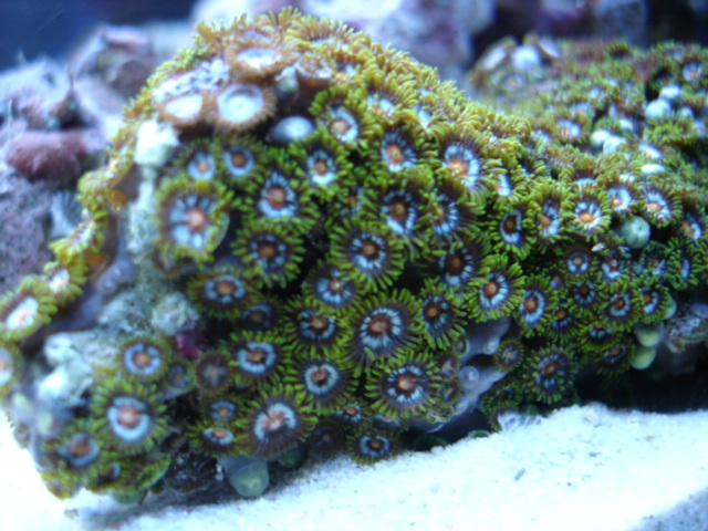 dont know what kind of polyps?LFS told they were sand polyps????