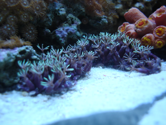 these are very nice color.hope they generate quickly onto a rock.