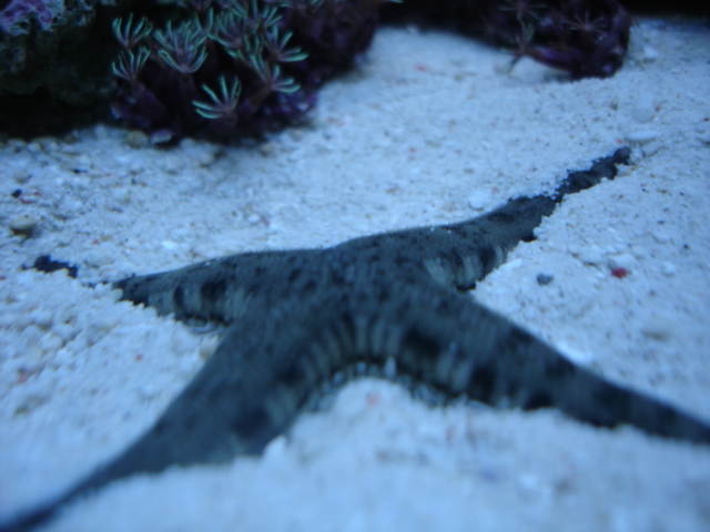 this is a very unique sand star never seen a 4 leg star before!and no it is not missing a leg! i...