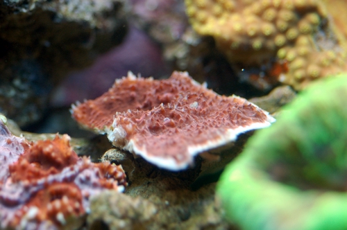 Is it a Oxypora lacera?