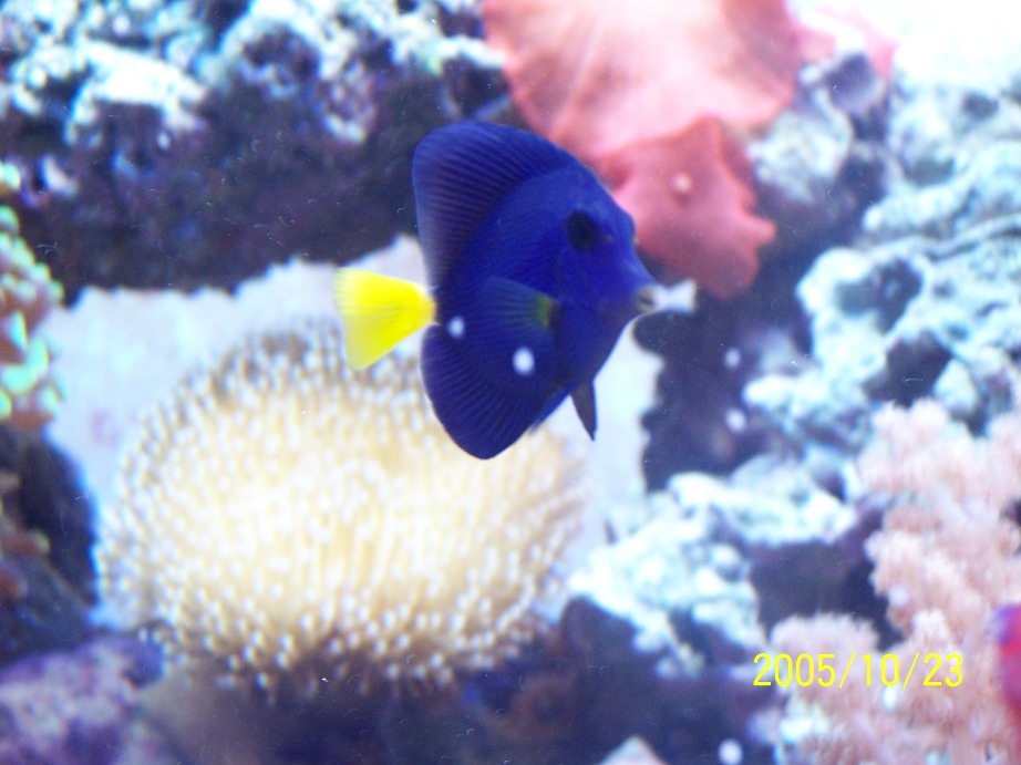 Here is my favorite fish... isnt he beautiful....<br />
The two white spots are coraline on glass.