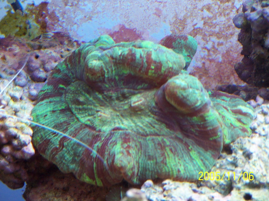 Latest addition to tank. Dont know what its called...