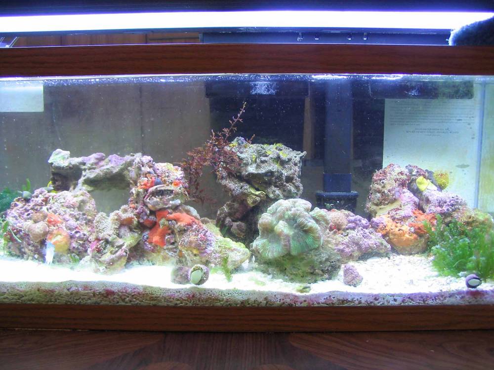 Well it used to be my tank and now it is the wifes.<br />
It has undergone some changes. You ought...