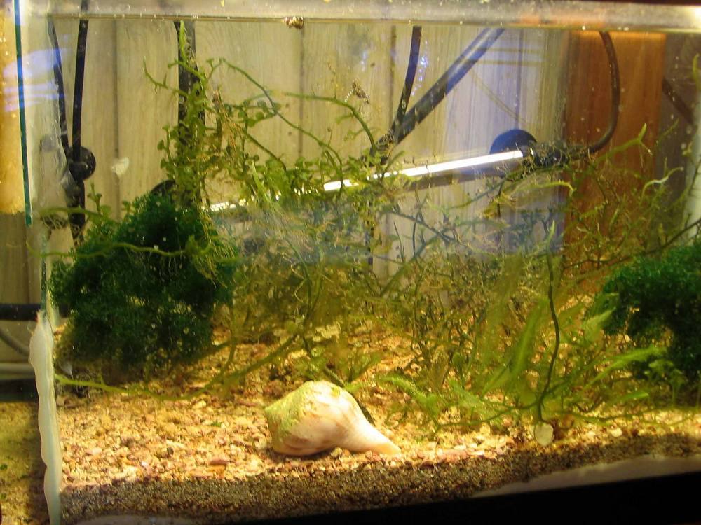 Chaeto and some caulerpa