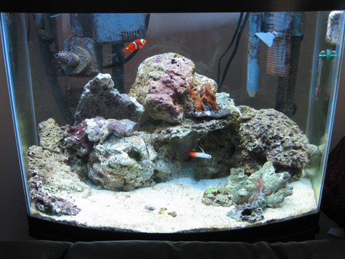 Here&#039;s the start, finally finished purchasing live rock, and got a few coral frags... hold on...