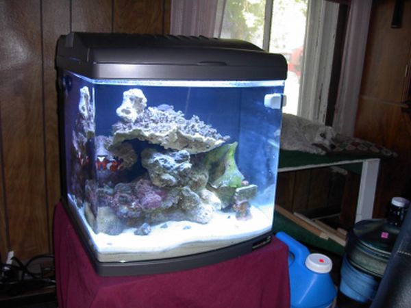 I love my tank
