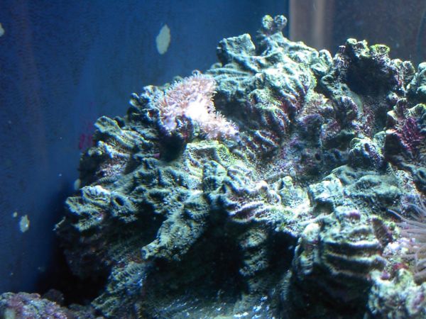 I love my tank