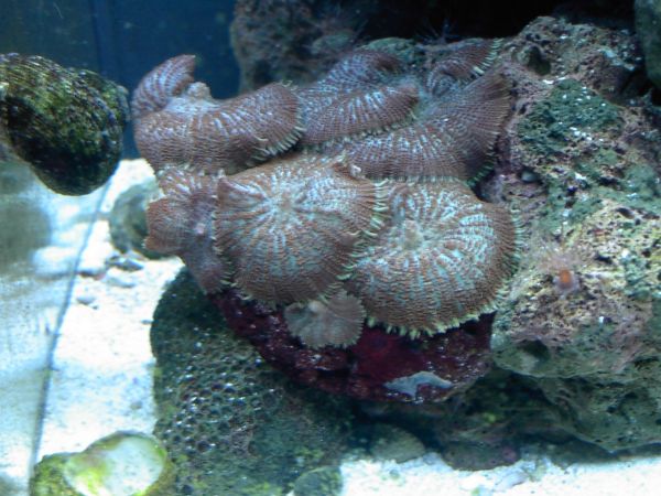 I love my tank
