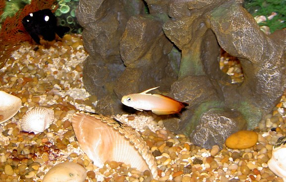 It&#039;s easy to see the Firefish in the center, but did you notice the Domino in the upper left...