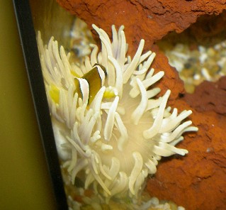 A little too enthusiastic, he sometimes knocks the anemone sideways.