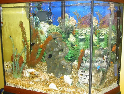 A 45-gallon modified hex. The water was so clear this day that the tank looked like there was no...