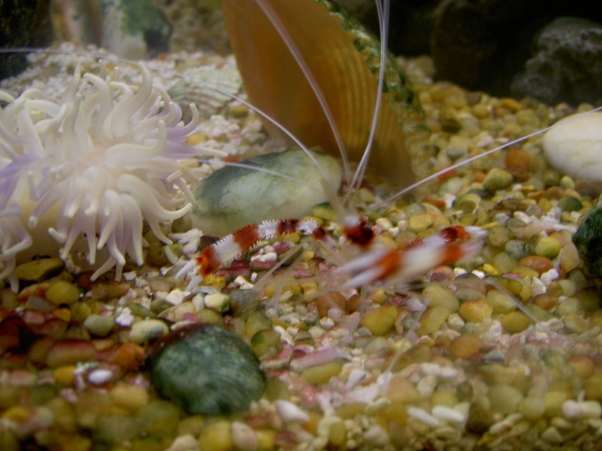 Jaques, the banded coral shrimp, thinks he&#039;s the toughest creature in his 45 gallon tank.