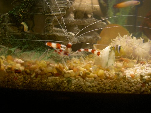 Jaques, a large Banded Coral Shrimp, looking for anything edible.
