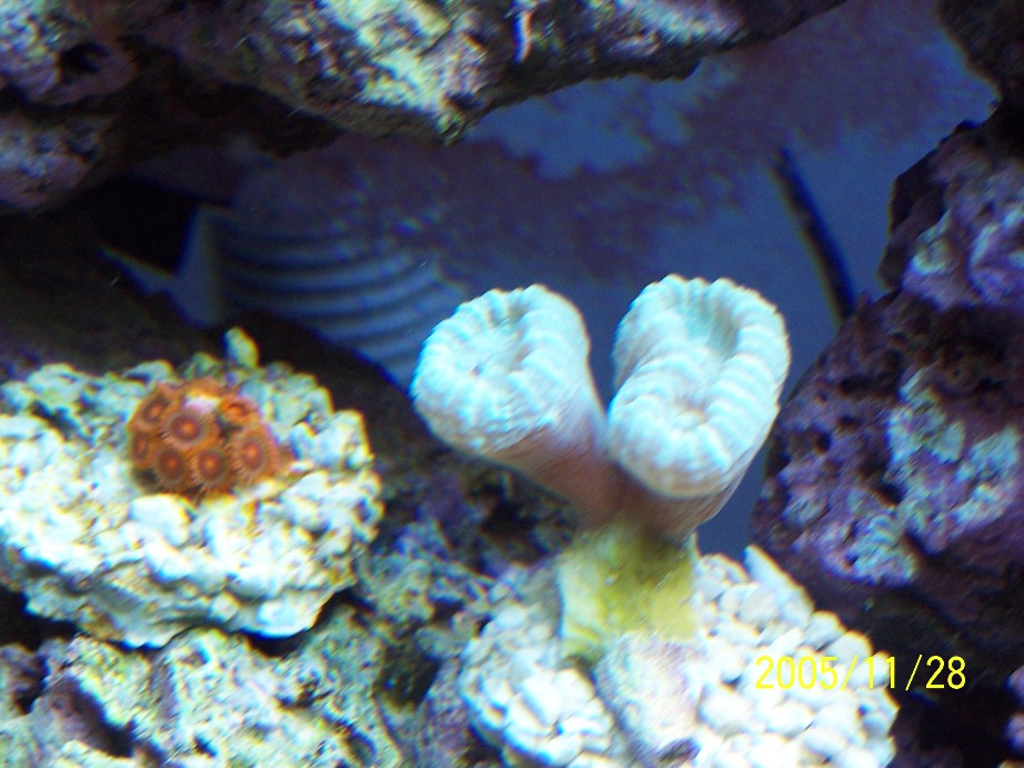 New addition to tank.