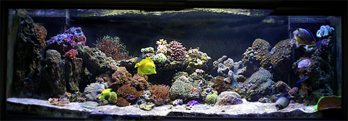 hi new here, from Toronto, Canada, <br />
my 180 gallon , in wall 75 gallon sump run by 3600 mag...