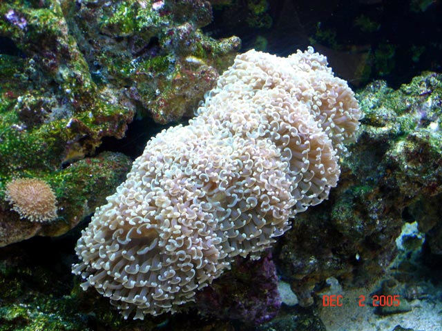 My Hammer coral  and this is  a big piece its  about 1 foot across and 5 inches wide.