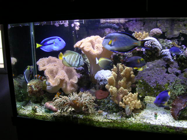 MY 180 REEF TANK