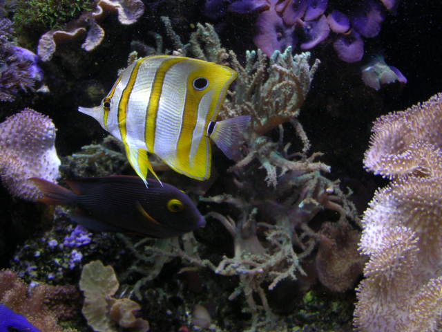 MY 180 REEF TANK