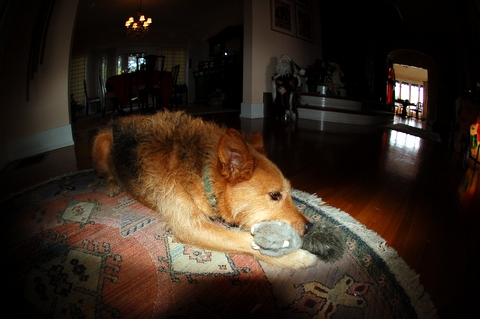 Again this is the fisheye lense with my homedoag and his squirrel