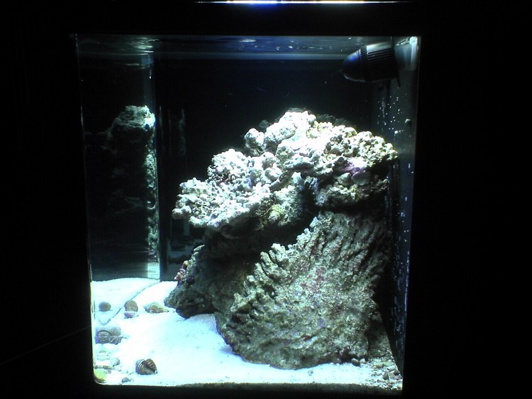 10 months, established &#039;pod population, cleanup crew, shrimp, and two corals.  Dual FLO...