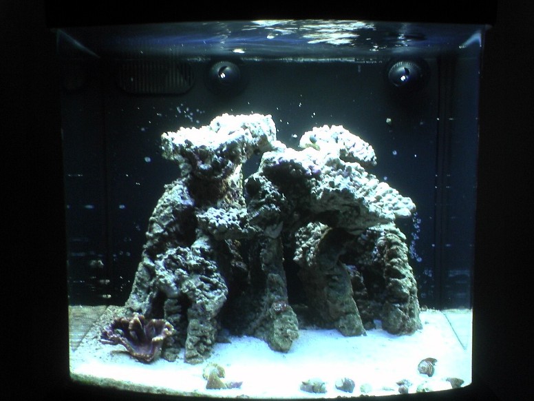 10 months, established &#039;pod population, cleanup crew, shrimp, and two corals.  Dual FLO...