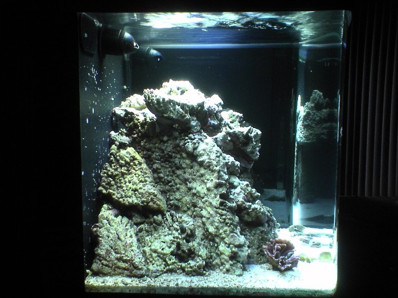 10 months, established &#039;pod population, cleanup crew, shrimp, and two corals.  Dual FLO...