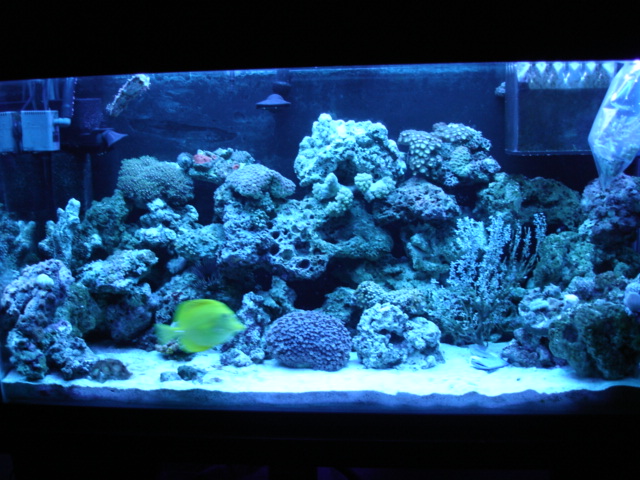 this is a picture update of my mini reef...only with actinics.