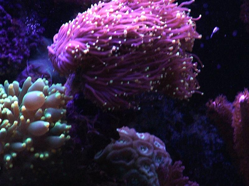 White balance issues