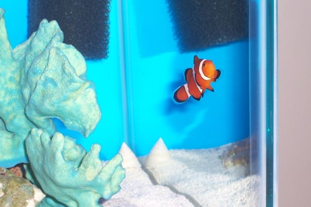 This is my very first fish I have purchased since starting my aquarium in Oct. 05. I am so happy...