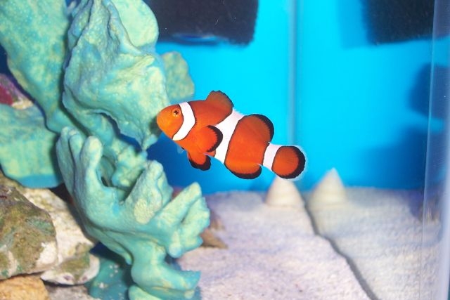 This is my very first fish I have purchased since starting my aquarium in Oct. 05. I am so happy...