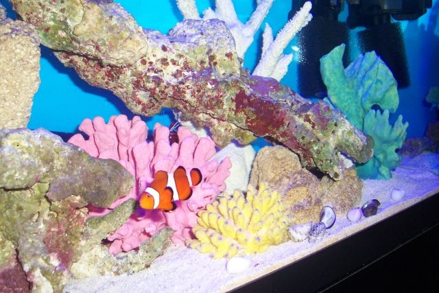 This is my very first fish I have purchased since starting my aquarium in Oct. 05. I am so happy...