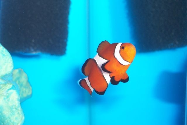 This is my very first fish I have purchased since starting my aquarium in Oct. 05. I am so happy...
