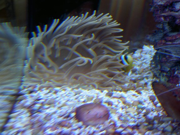 This delicate anemone seems to like the new light I added to the tank:  Nova Extreme 4x24W T5-HO...