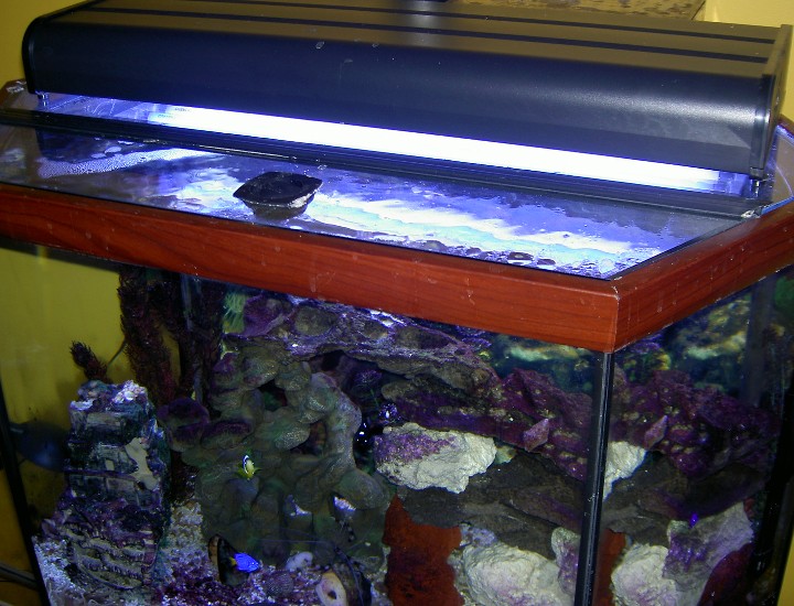 An new light for my 45 gal tank. Purchased online from Premium Aquatics for $184.