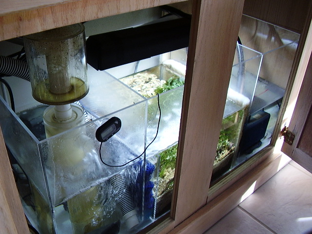 this is my new refugium that i added to my 90 gal tank well its 3 weeks old. going good.